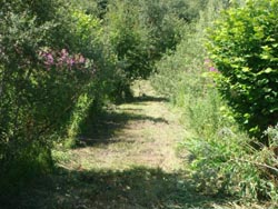 Grassy Pathway